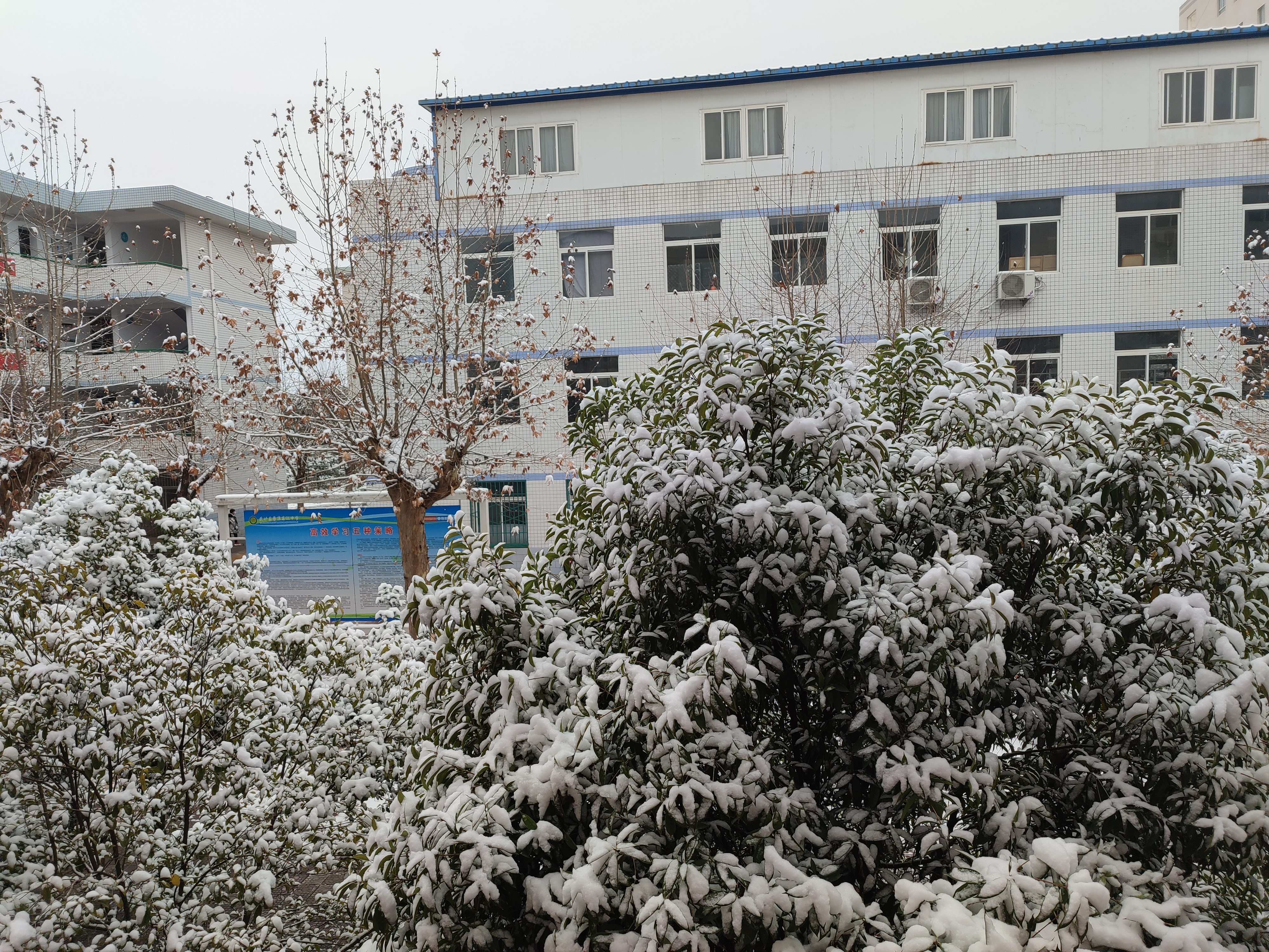 校园的雪